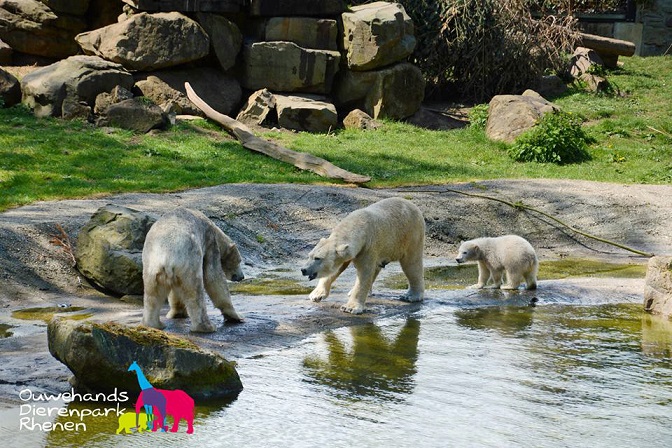 オランダ・レネン、アウヴェハンス動物園でのフリーダム親子とフギースの同居開始を振り返る_a0151913_4424481.jpg