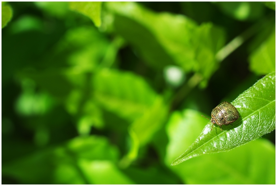 LUMIX G MACRO 30mm 在庫一掃_f0302613_10342900.jpg