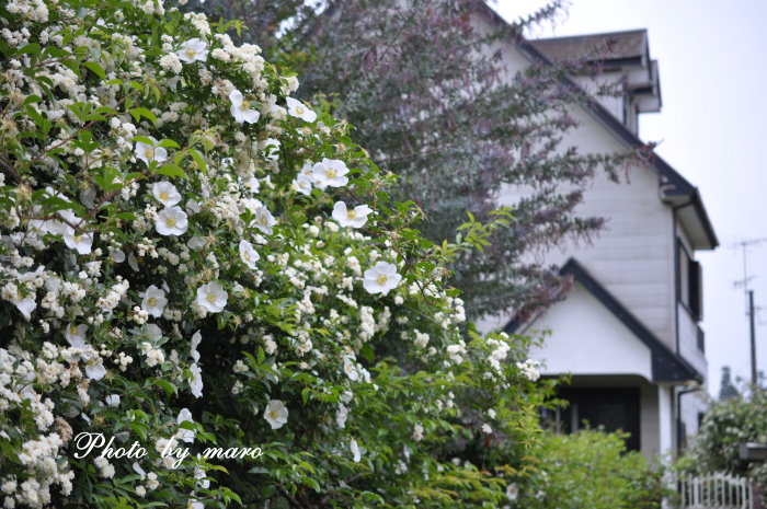 白い薔薇がい～っぱい咲く麻呂犬ガーデン♪♪_e0160417_11275385.jpg