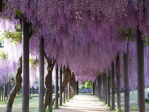 溜息が出ちゃう 薔薇と藤と仏様 その3 Mr Mrs Kajiの小さなバラの庭