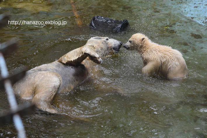 バフィンさんの水泳教室 2_b0245634_16305510.jpg