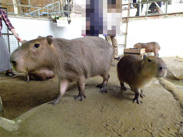 GWのカピバラふれあいひろば_a0179837_21293488.jpg
