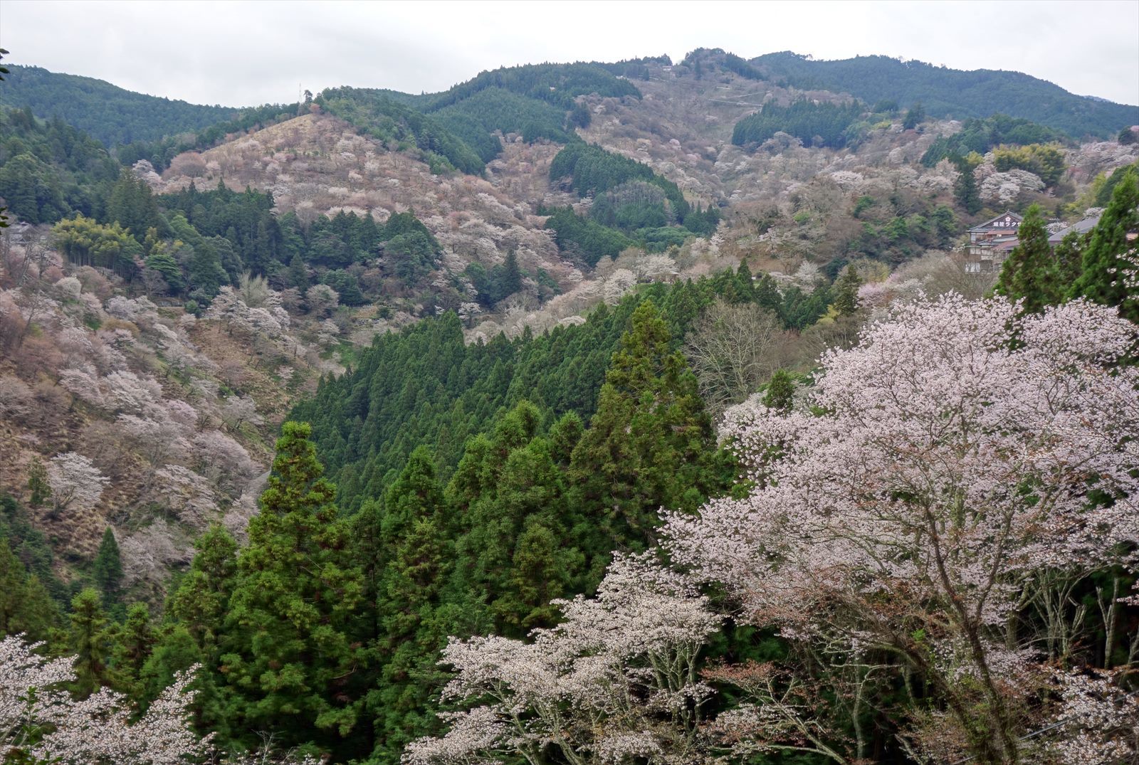 ちょっとだけ早い吉野の桜_a0219537_00020928.jpg