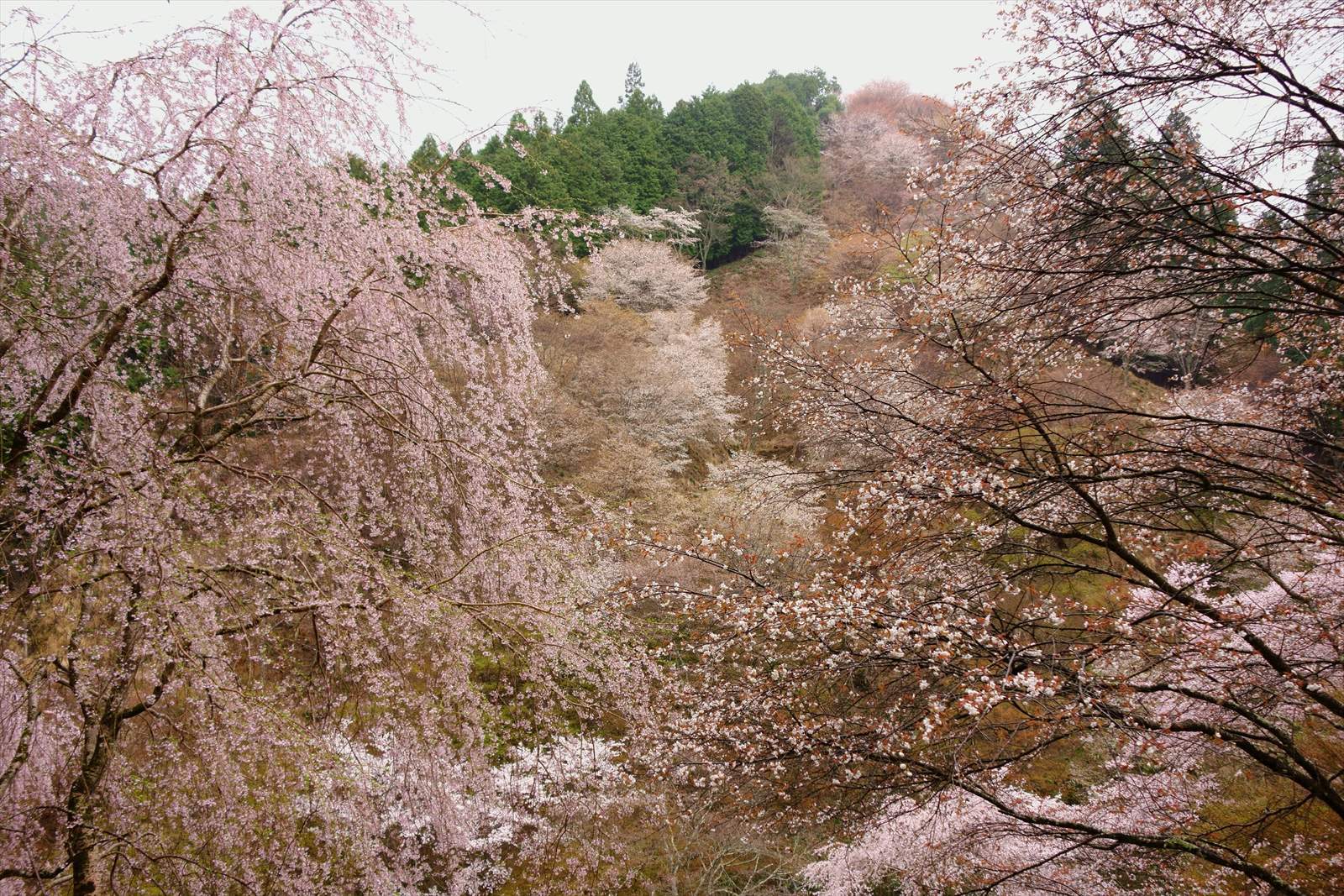 ちょっとだけ早い吉野の桜_a0219537_00043377.jpg