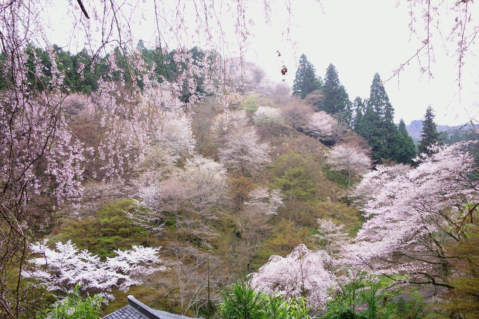 ちょっとだけ早い吉野の桜_a0219537_00050023.jpg