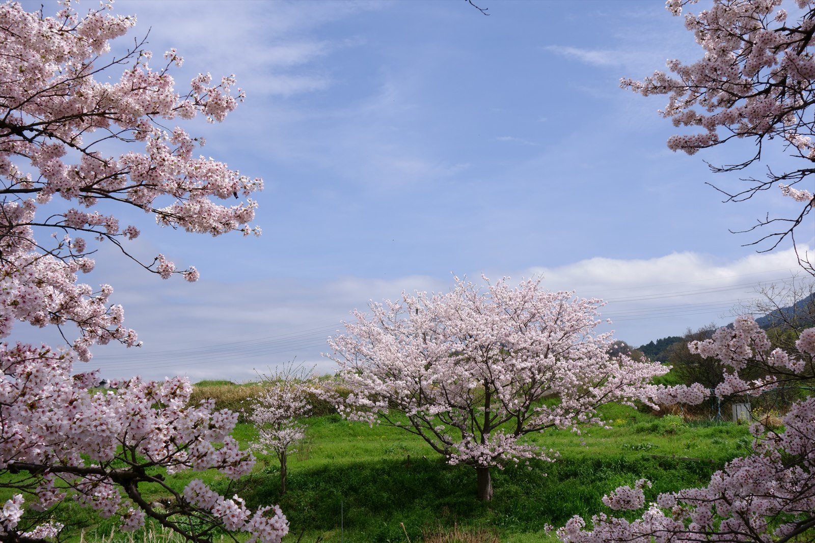明日香の桜は満開_a0219537_00102967.jpg