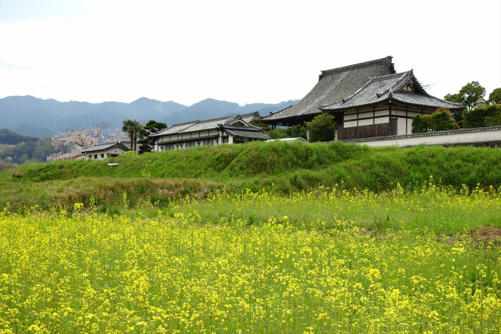 明日香の桜は満開_a0219537_00130153.jpg