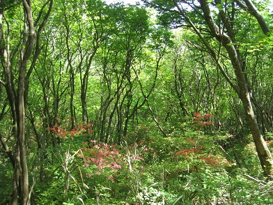 c0077338_20185776.jpg