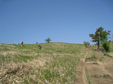 ツツジ満開　　葛城山かつらぎさん（９５９ｍ）_c0077338_2019944.jpg