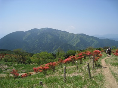 ツツジ満開　　葛城山かつらぎさん（９５９ｍ）_c0077338_20202062.jpg