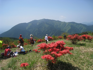 ツツジ満開　　葛城山かつらぎさん（９５９ｍ）_c0077338_20203166.jpg