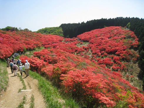 ツツジ満開　　葛城山かつらぎさん（９５９ｍ）_c0077338_20204087.jpg