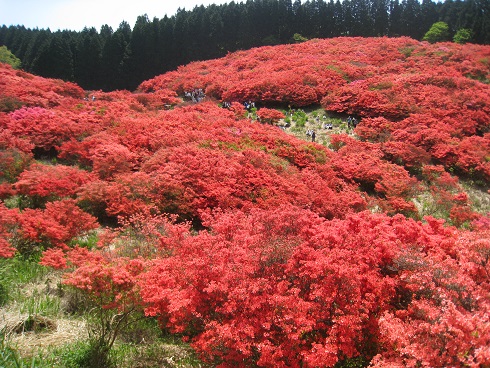 ツツジ満開　　葛城山かつらぎさん（９５９ｍ）_c0077338_20205190.jpg