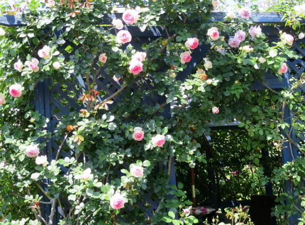 b0178339_17145758.jpg