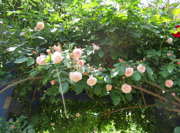 b0178339_17160898.jpg