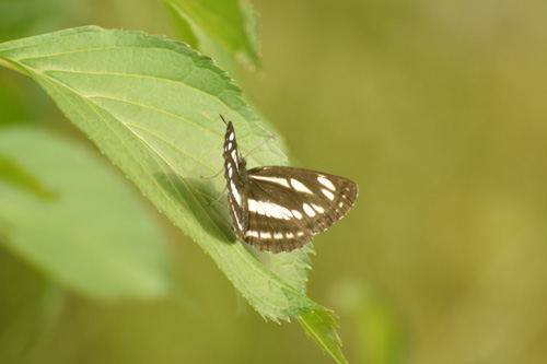 f0206939_1643891.jpg