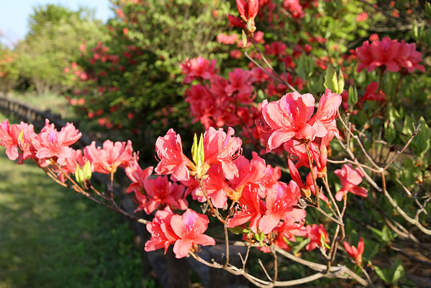 15年 船窪つつじ公園 すえドンのフォト日記
