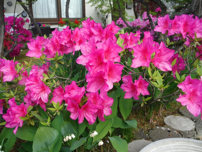 d0091442_23532379.jpg