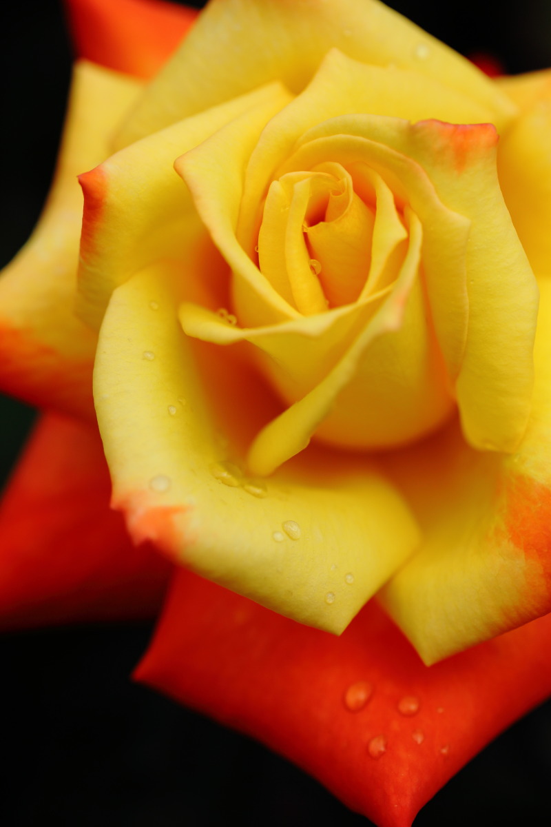 Close-up rose 2015_d0135242_16183068.jpg