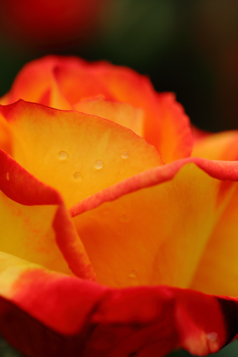 Close-up rose 2015_d0135242_16184378.jpg