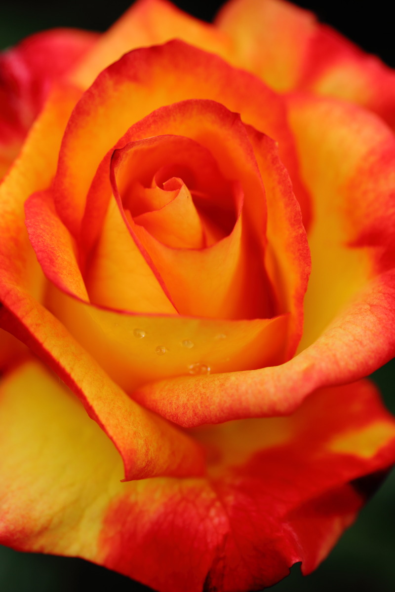 Close-up rose 2015_d0135242_1618509.jpg