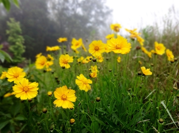 特攻花ではない ぶうたらママは花が好き