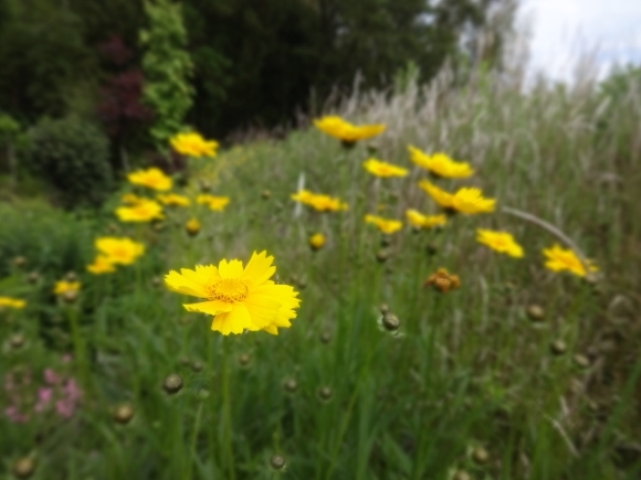 特攻花ではない ぶうたらママは花が好き