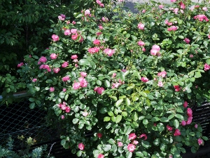 b0107544_1859815.jpg