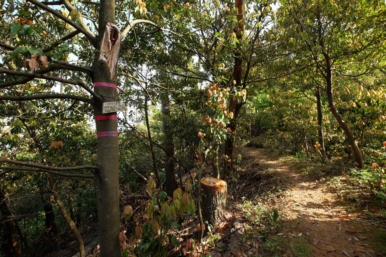 出雲北山ハーフ縦走☆弥山～鼻高山①_a0317247_9164781.jpg