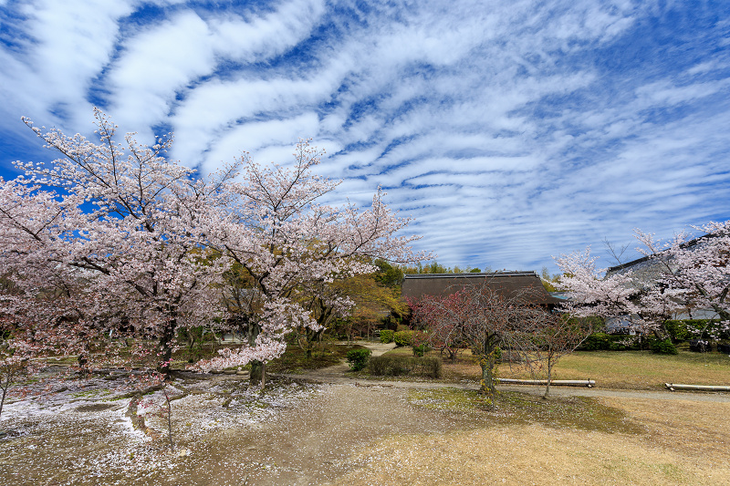 勧修寺・桜と雲の舞_f0155048_2326108.jpg