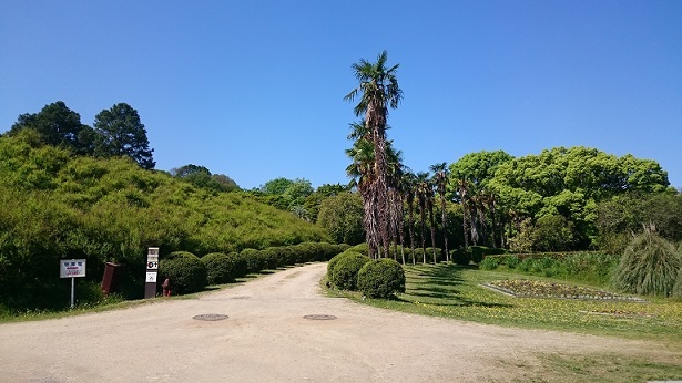 大阪市立大学理学部附属植物園 ヨモギ日記