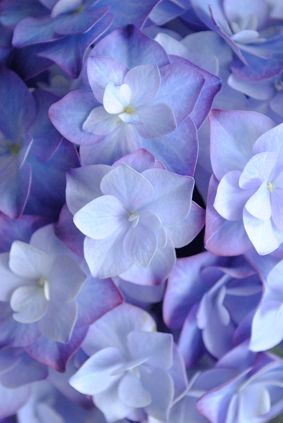 a0001354_2374889.gif