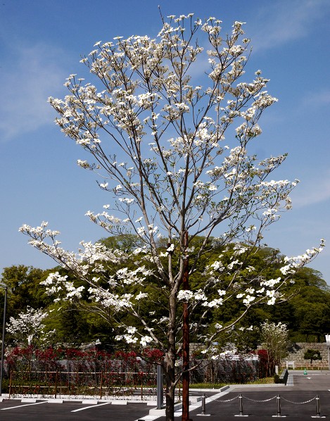 　　花のある風景_b0093754_14152079.jpg