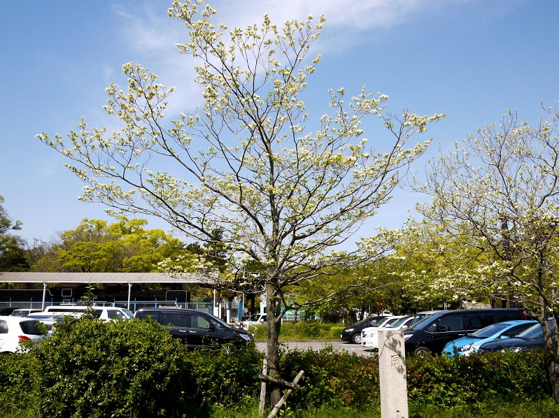 　　花のある風景_b0093754_14154347.jpg