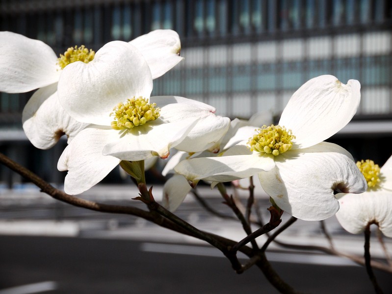 　　花のある風景_b0093754_14162046.jpg