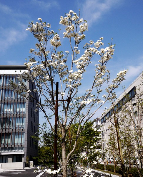 　　花のある風景_b0093754_1416389.jpg