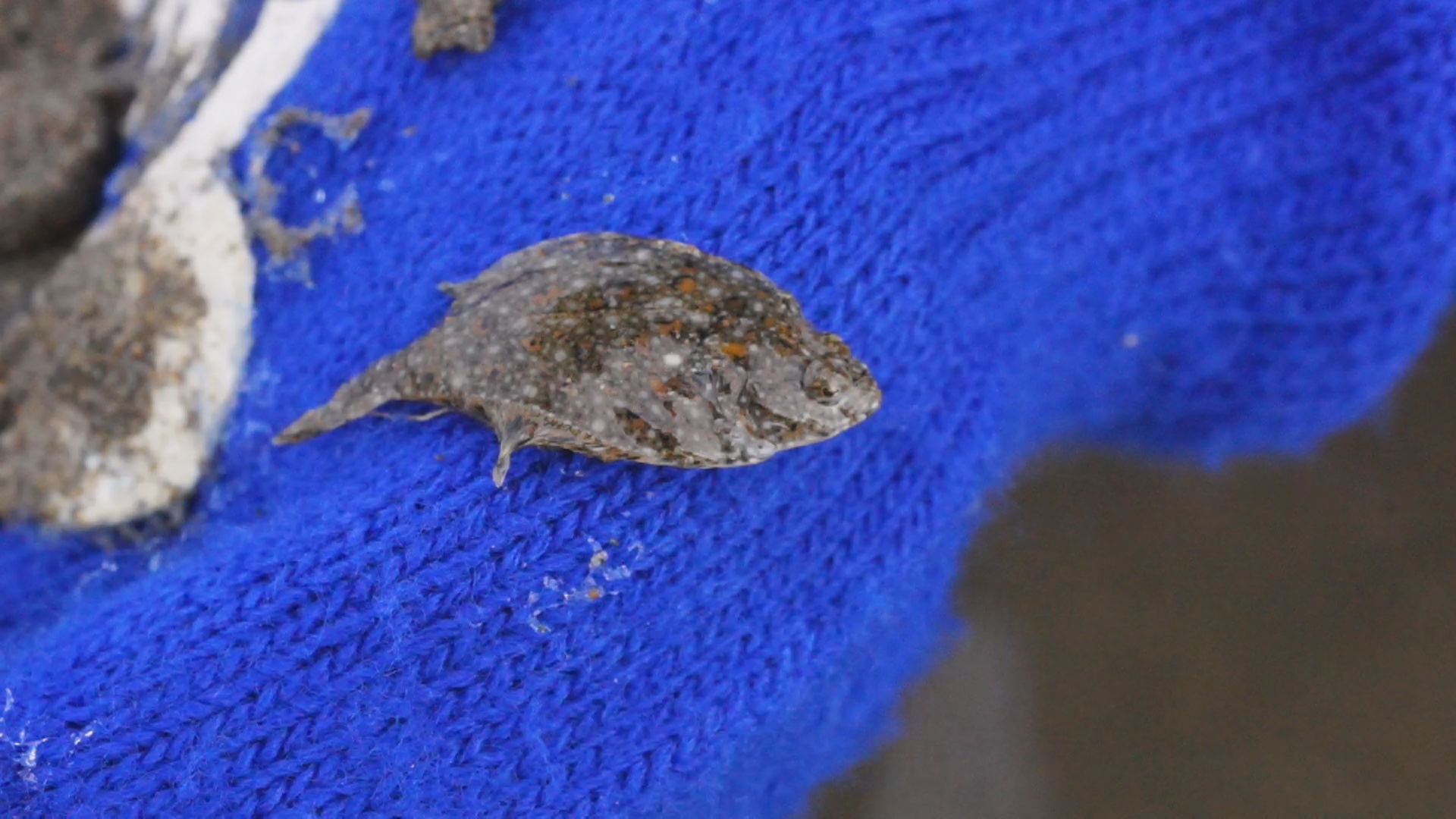 カレイの稚魚 ちっこい 北のフィールドノート