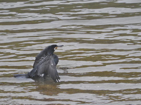 本日は鳥ブログ_c0260460_15425127.jpg