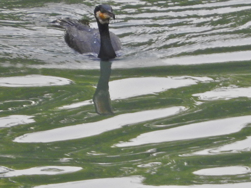 本日は鳥ブログ_c0260460_15490073.jpg