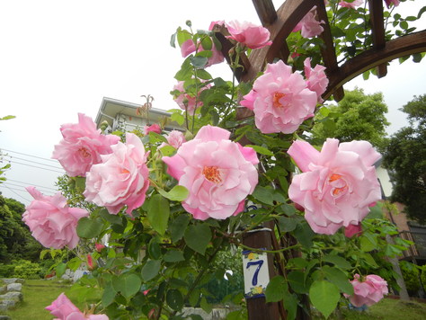 ’15,5,10(日)今日は母の一周忌です!_f0060461_827917.jpg
