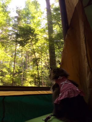 キャンプ⭐︎ 河口湖_c0151965_1320164.jpg