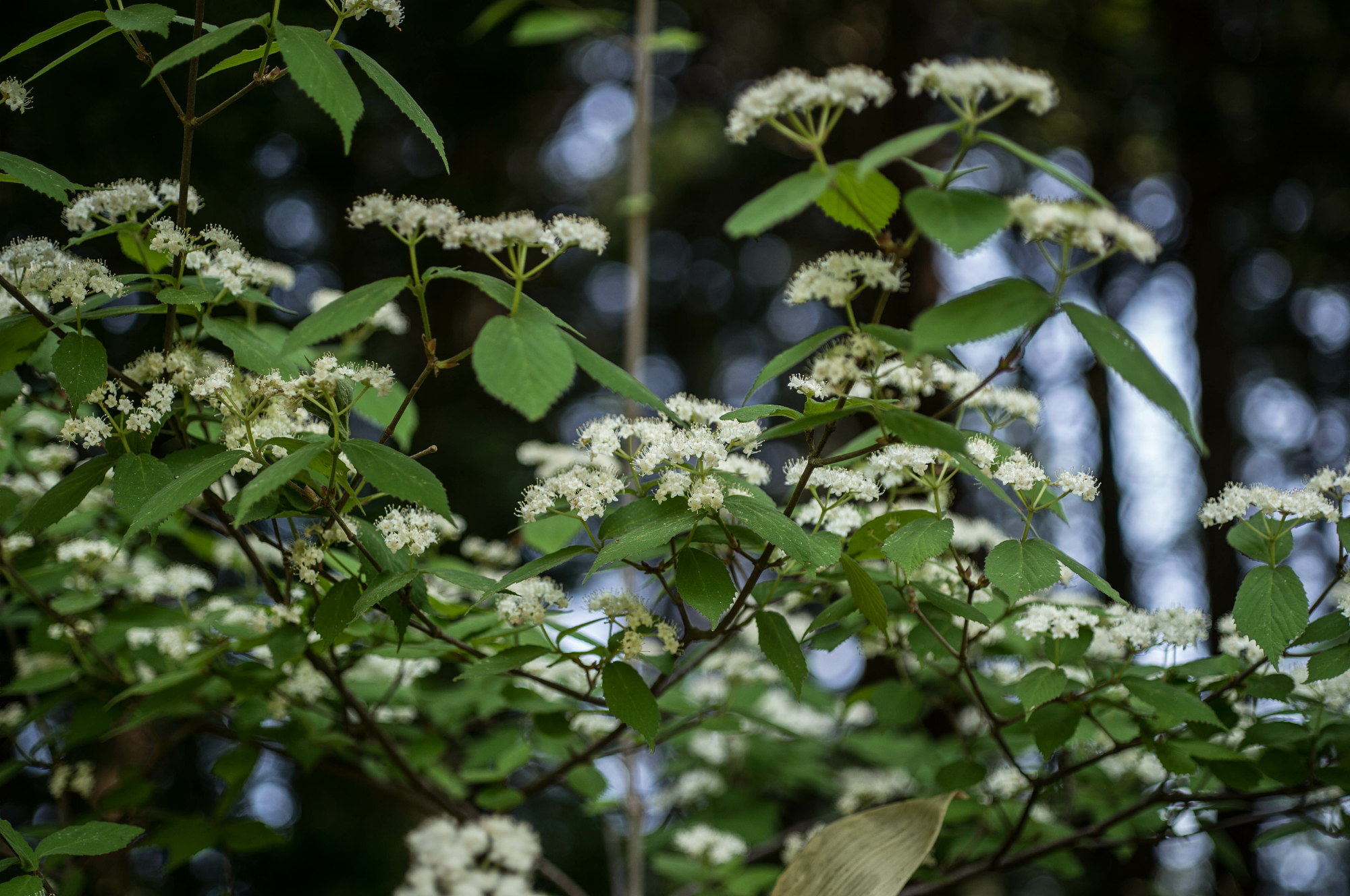 赤名湿地の花々_e0015567_17465272.jpg