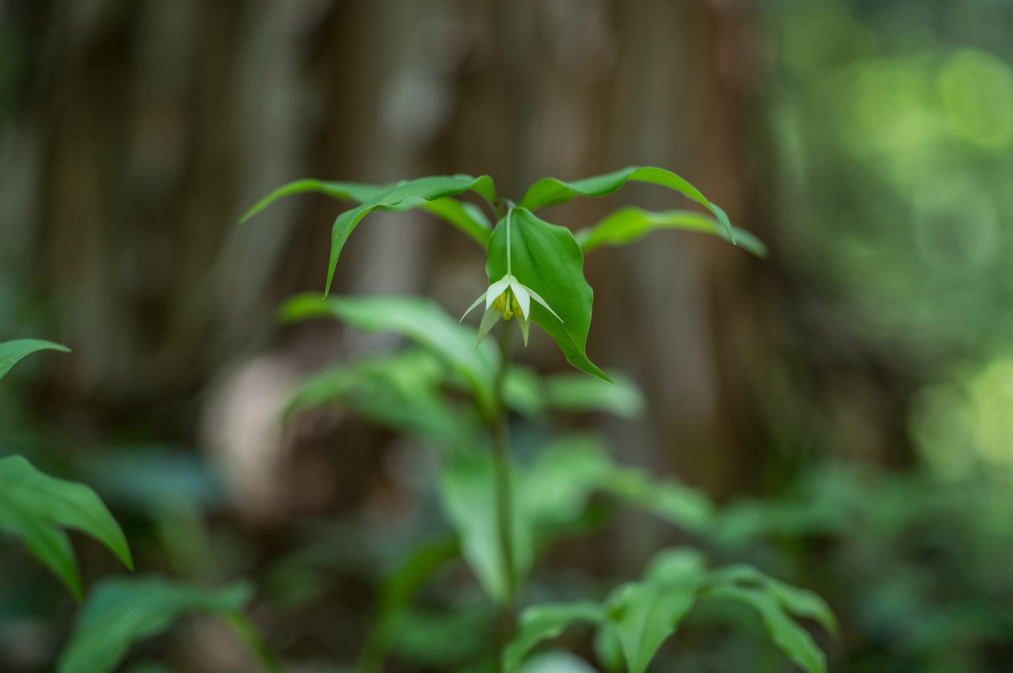 赤名湿地の花々_e0015567_17523263.jpg