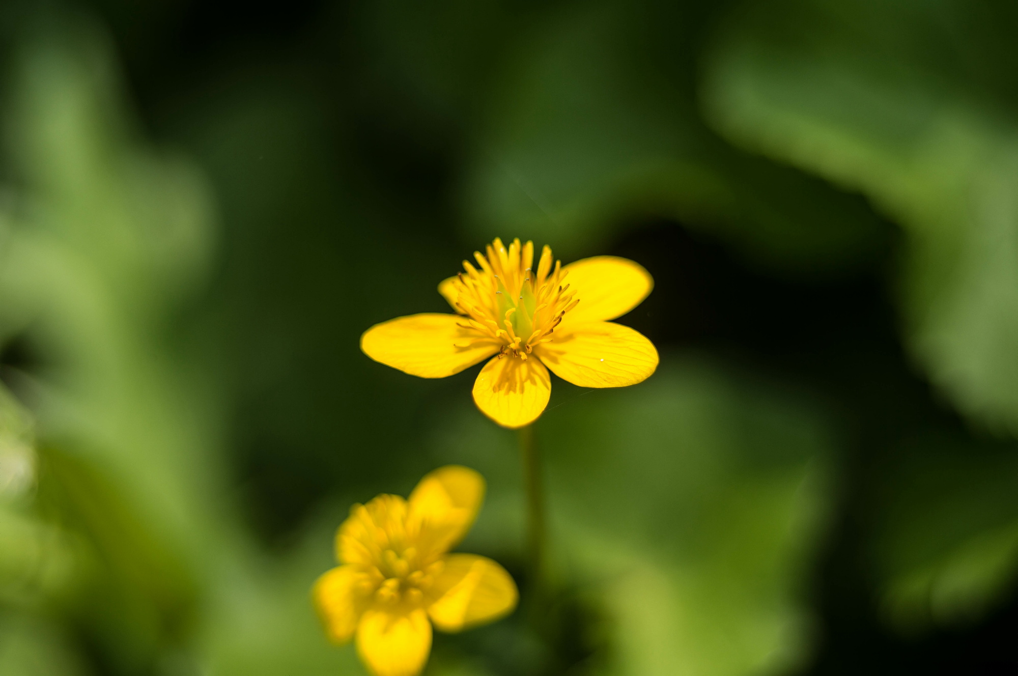 赤名湿地の花々_e0015567_17533591.jpg