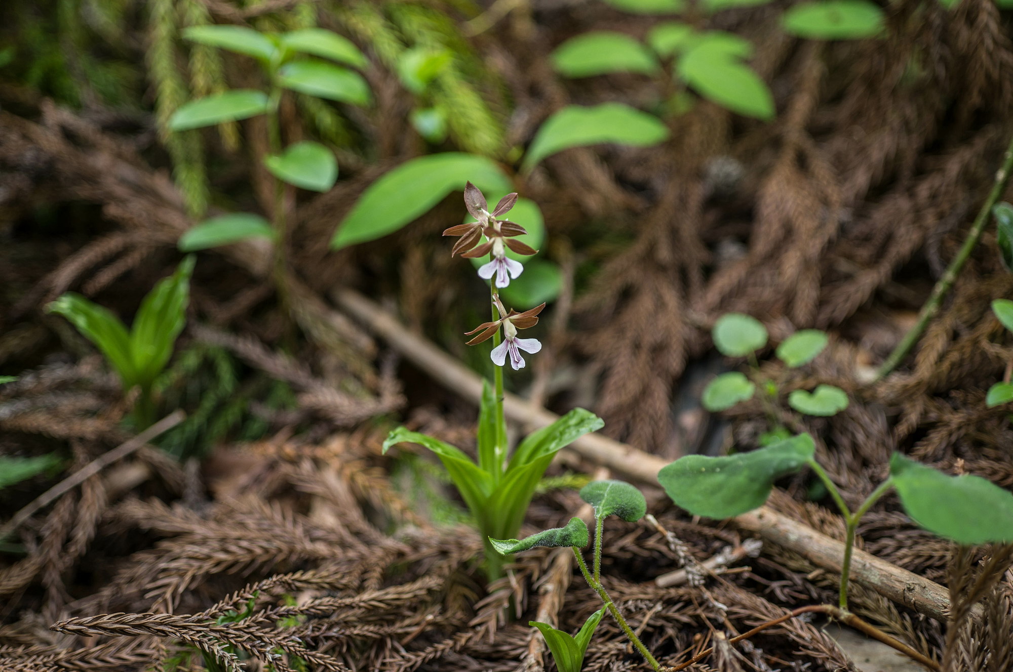 赤名湿地の花々_e0015567_17563125.jpg