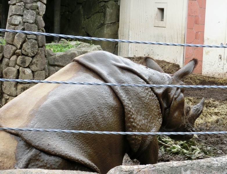 インドサイの子、生後14ヶ月@金沢動物園 2015.04.12_e0266067_02162930.jpg