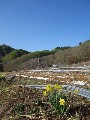 森のかすみ草