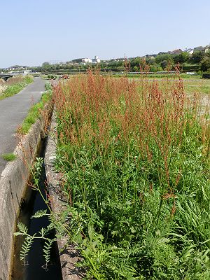 スカンポ イタドリ の塩漬けに挑戦 作家と不思議なカレー の話