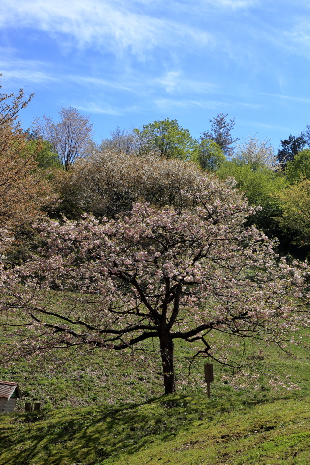 大峰山桜公園_e0096372_11493967.jpg