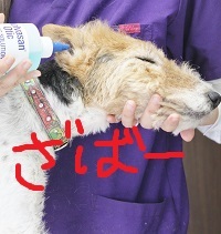 お耳掃除♪_c0245679_18235246.jpg